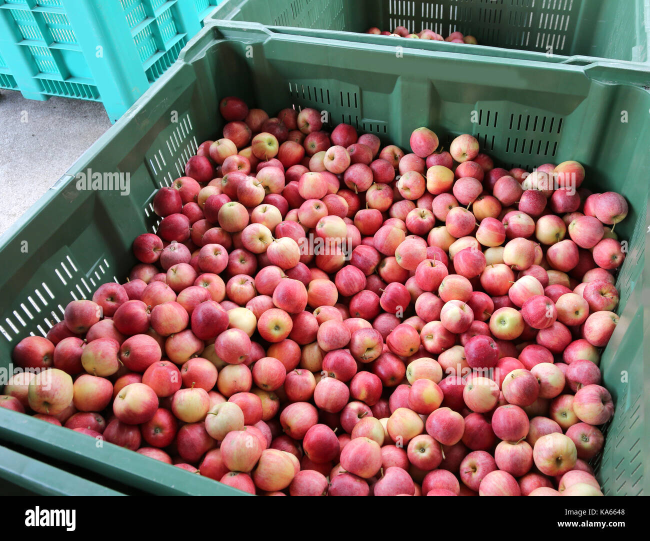 red APPLES inside the container for sale in the wholesale fruit and