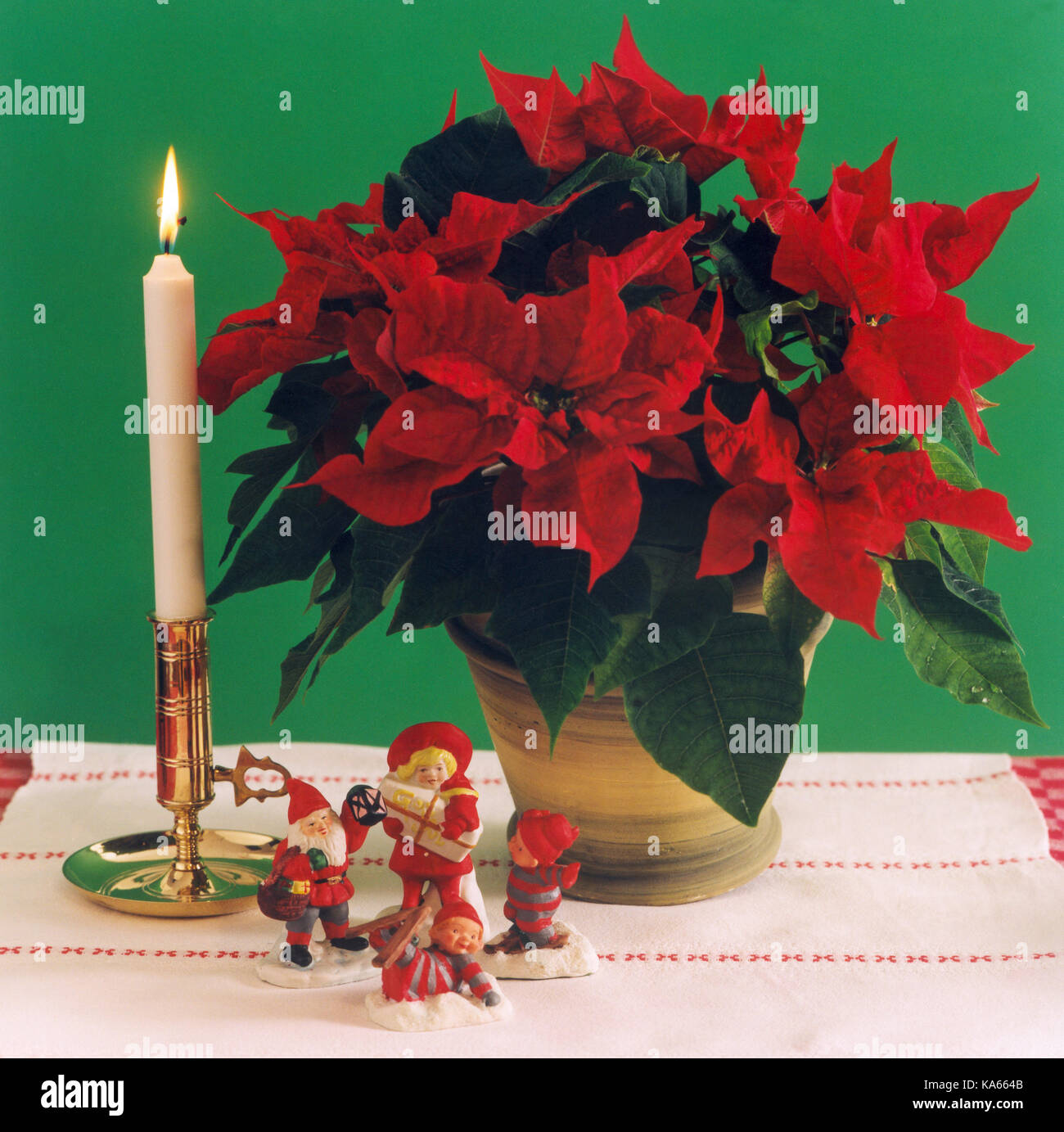 POINSETTIA Christmas Flower Stock Photo - Alamy