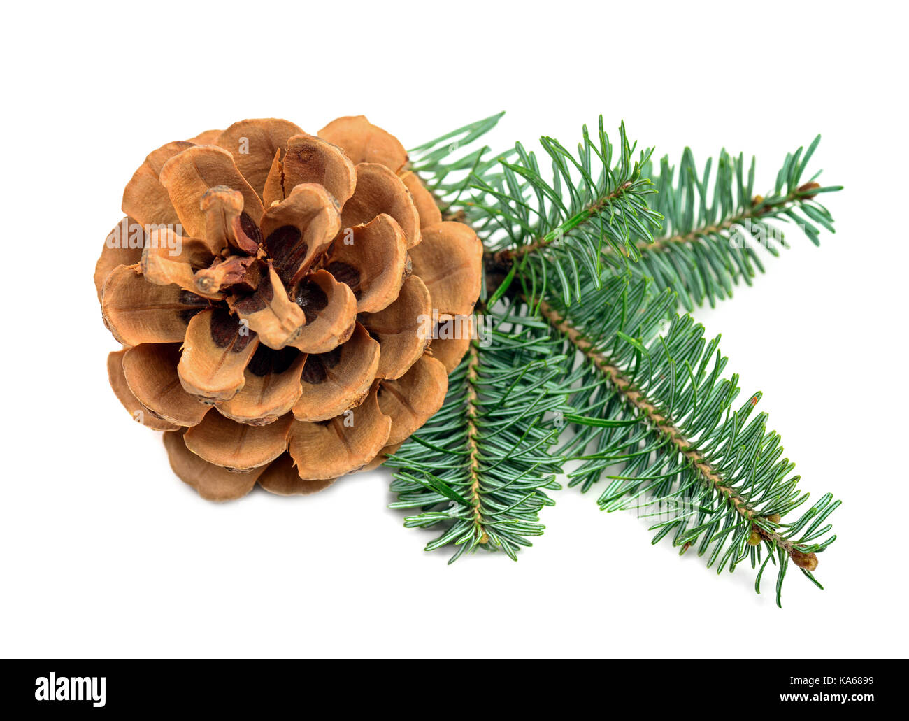 Christmas pine cone with branch on a white background. Decorate element ...