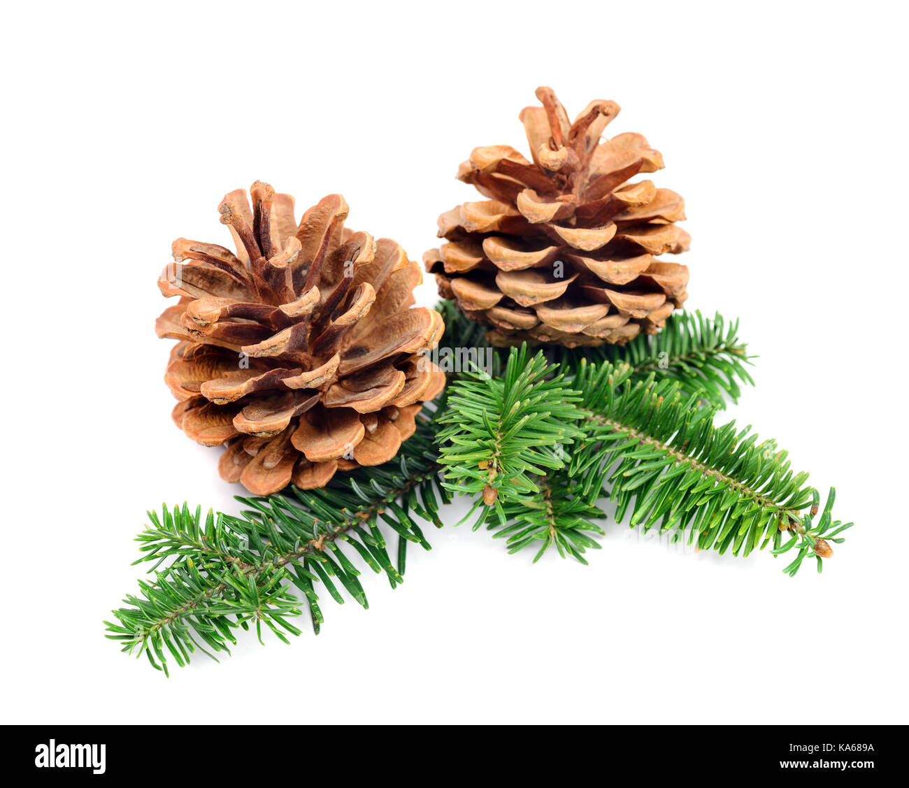 Christmas pine cones with branch on a white background. Decorate ...