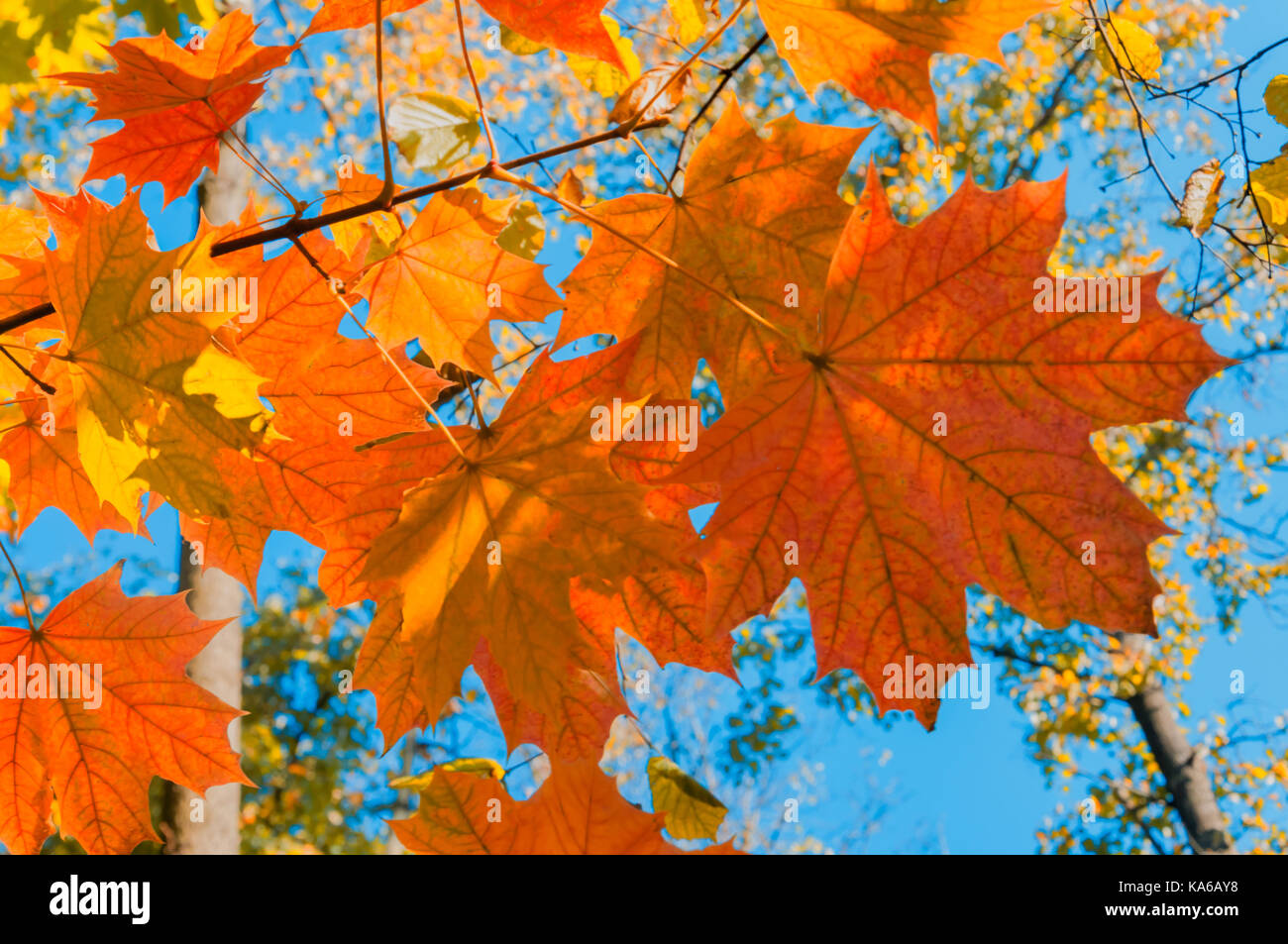 Bright autumn landscape. Autumn tree leaves the blue sky background ...