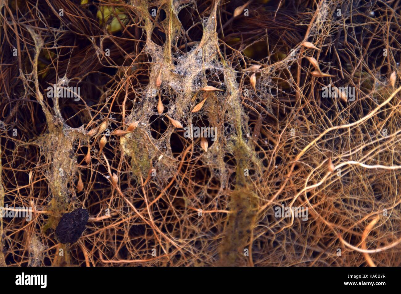 root brain or root System with algae, root Network, root mass, radicle