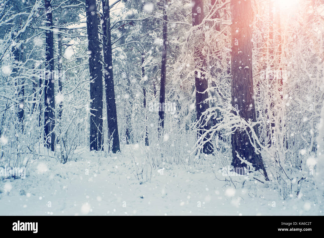 Pine trees covered with snow Stock Photo - Alamy