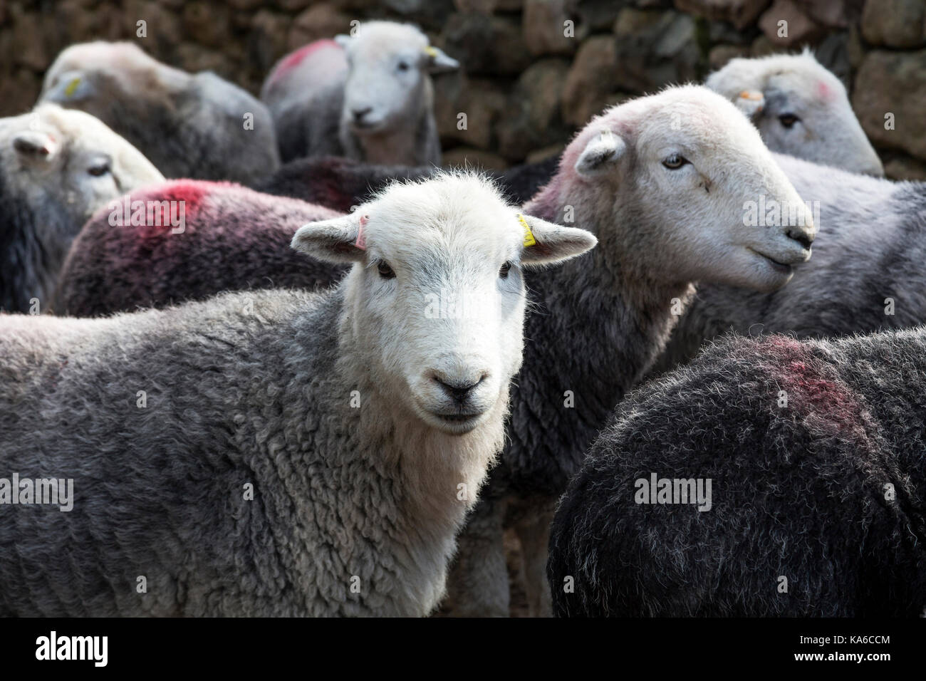 Herdwick sheep Lake District Cumbria England Stock Photo