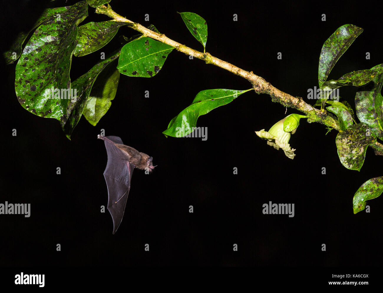 Geoffroy's tailless bat, Anoura geoffroyi, flying to a flower to suck nektar, in Costa Rica rainforest, Laguna del Lagarto, Boca Tapada, san Carlos, C Stock Photo