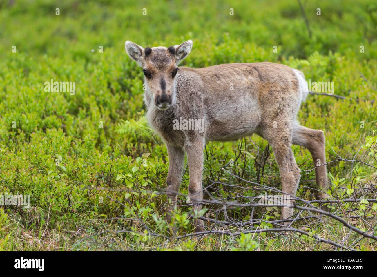 Reindeer calf, Rangifer tarandus, Gällivare, Swedish Lapland, Sweden Stock Photo
