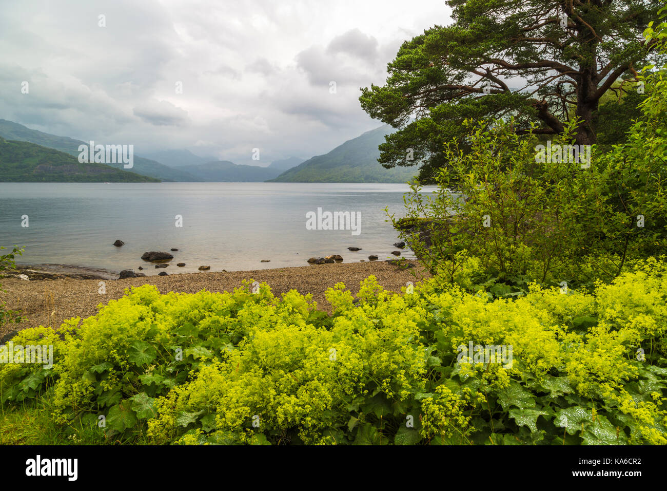 Loch Lochmond At Balmaha In Trossachs National Park, Scotland Stock 