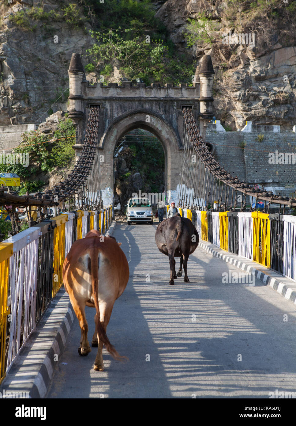 Sacred cow on the old suspension bridge Victoria, Mandi. Himachal