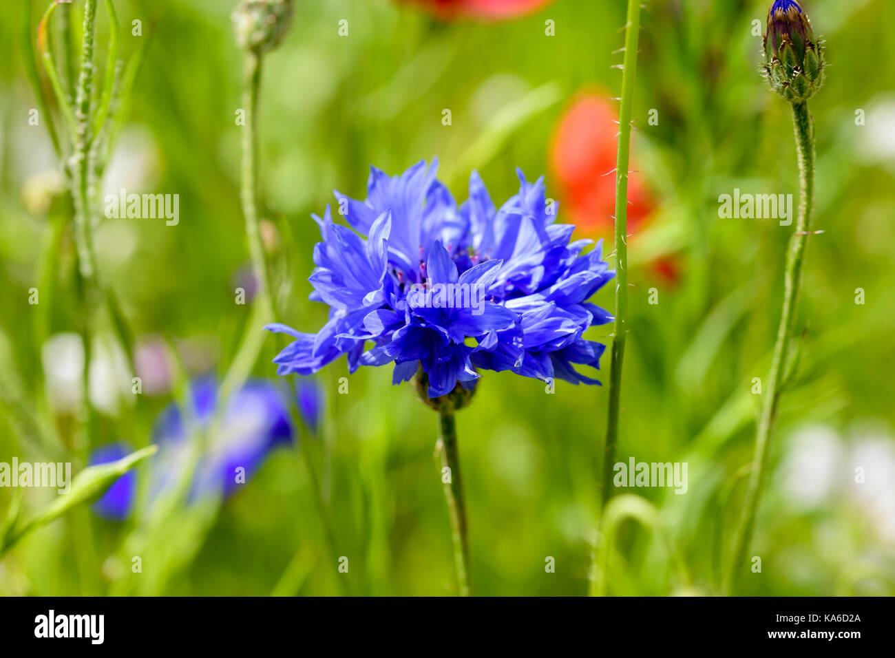 Blue Cornflower or Bluebottle Centaurea cyanus Stock Photo
