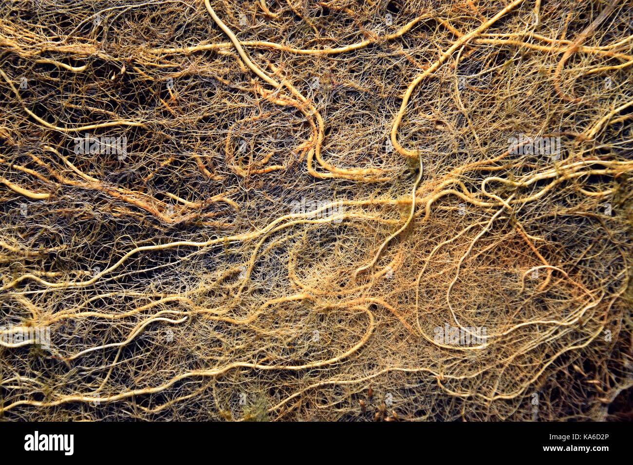 root brain or root System with algae, root Network, root mass, radicle