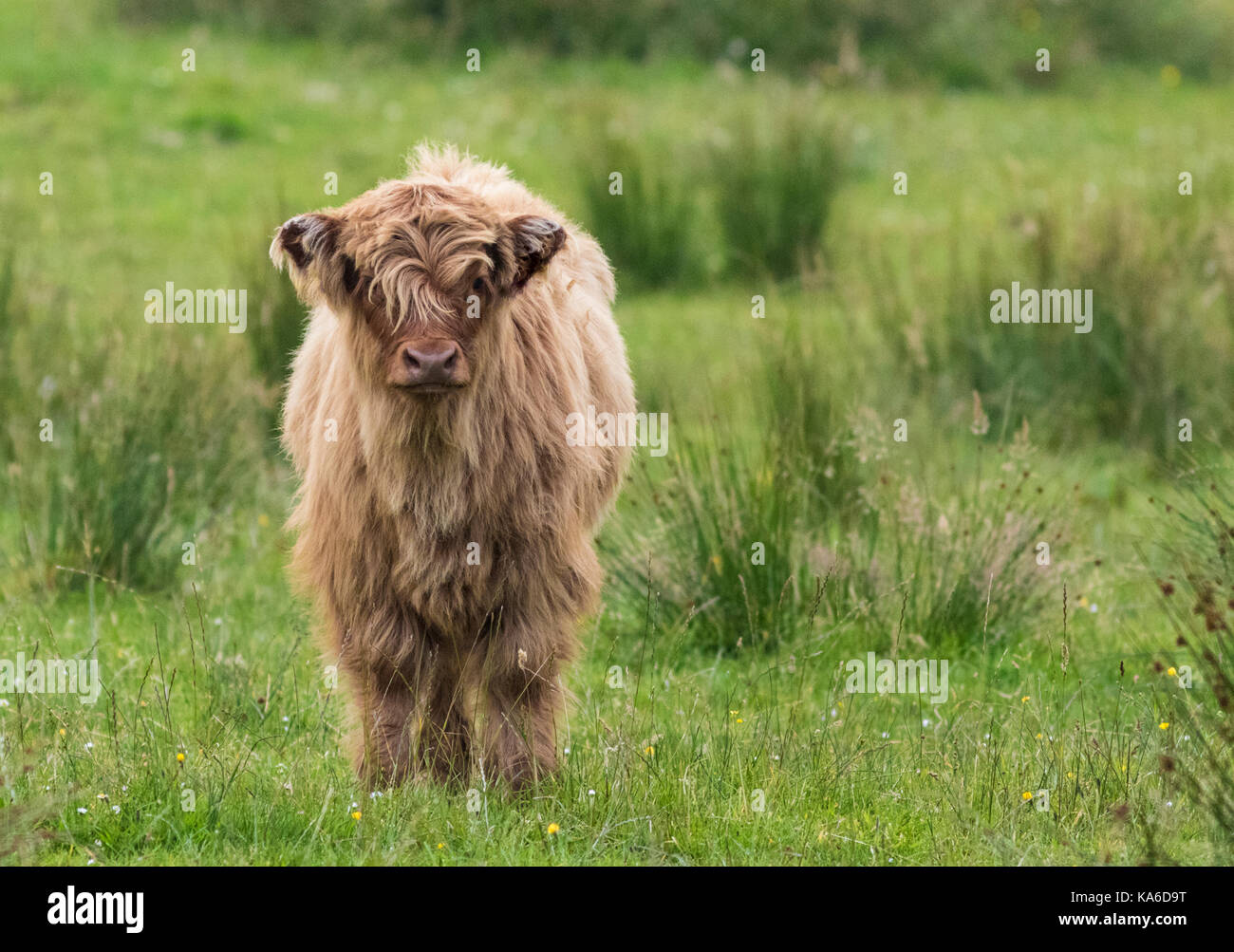 Highland Cow Standing High Resolution Stock Photography and Images - Alamy