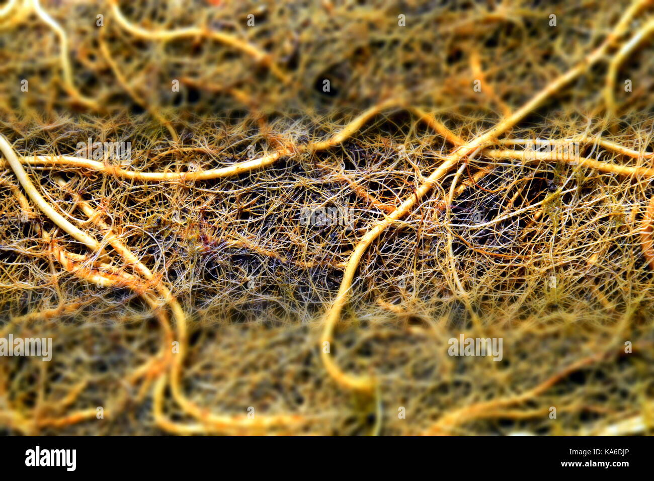 root brain or root System with algae, root Network, root mass, radicle
