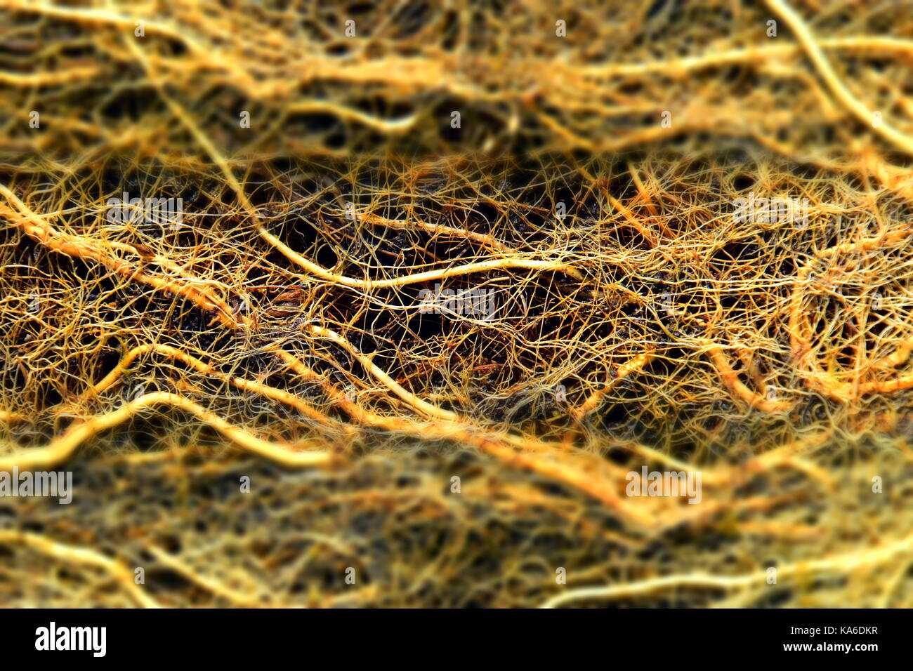 root brain or root System with algae, root Network, root mass, radicle