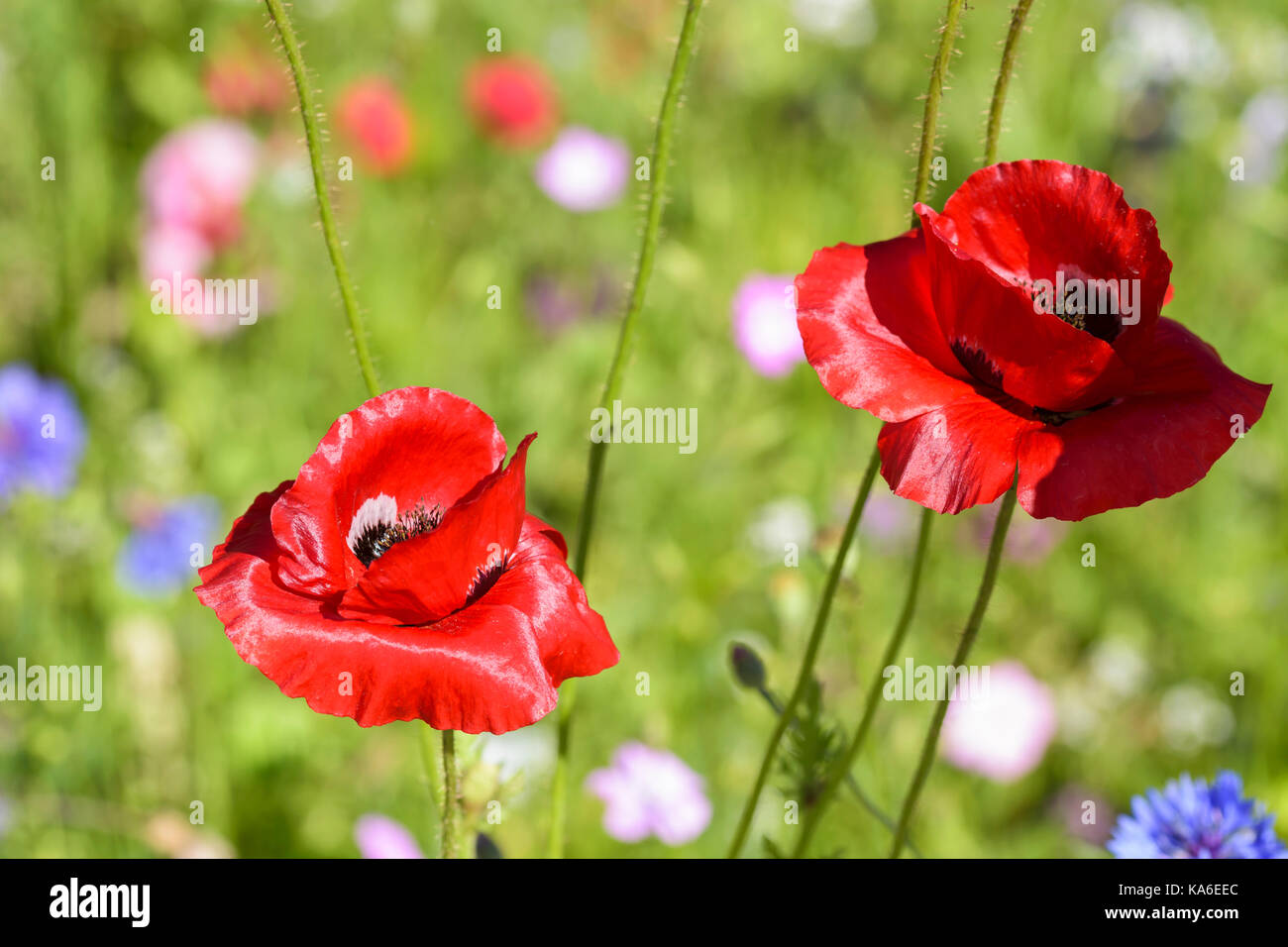 Shirley Poppy Papaver rhoeas growing in a wild flower seed mix meadow Stock Photo