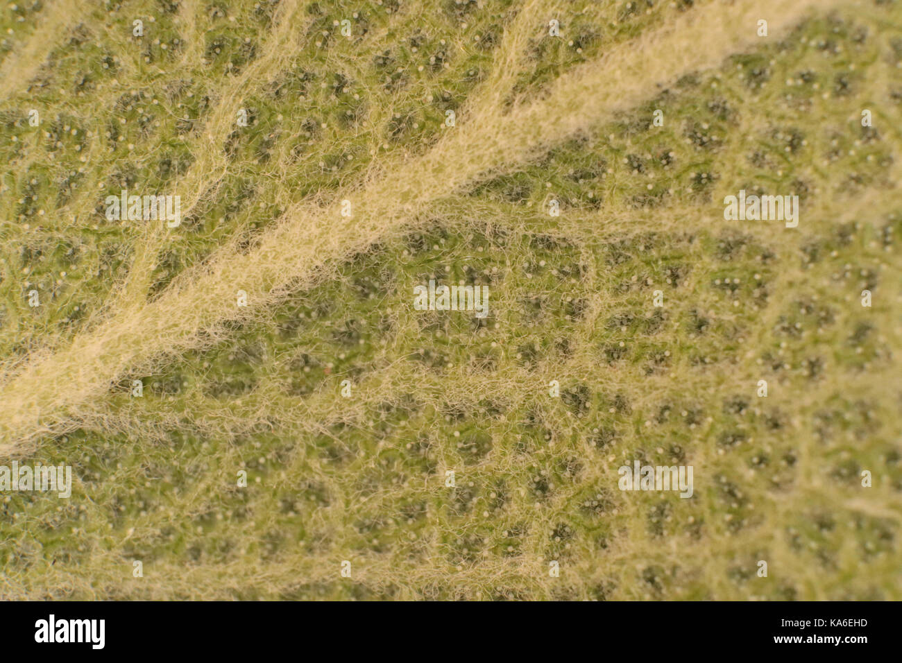Sage Leaf Fibers Macro Closeup. Background Texture Stock Photo Alamy