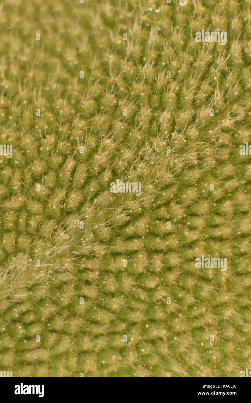 Sage Leaf Fibers Macro Closeup. Background Texture Stock Photo Alamy