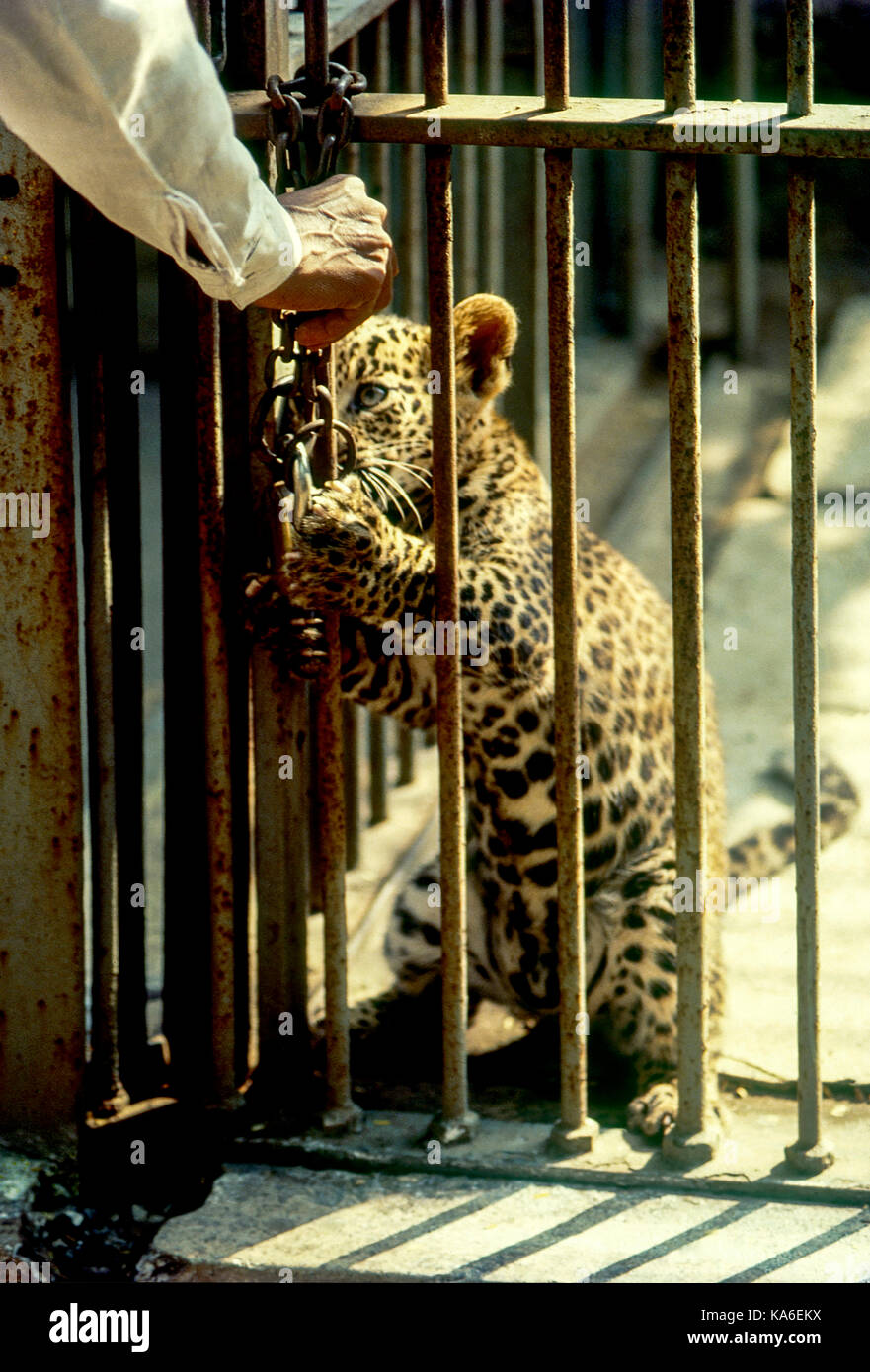 tiger cub playing with door lock, India, Asia - stp 258968 Stock Photo