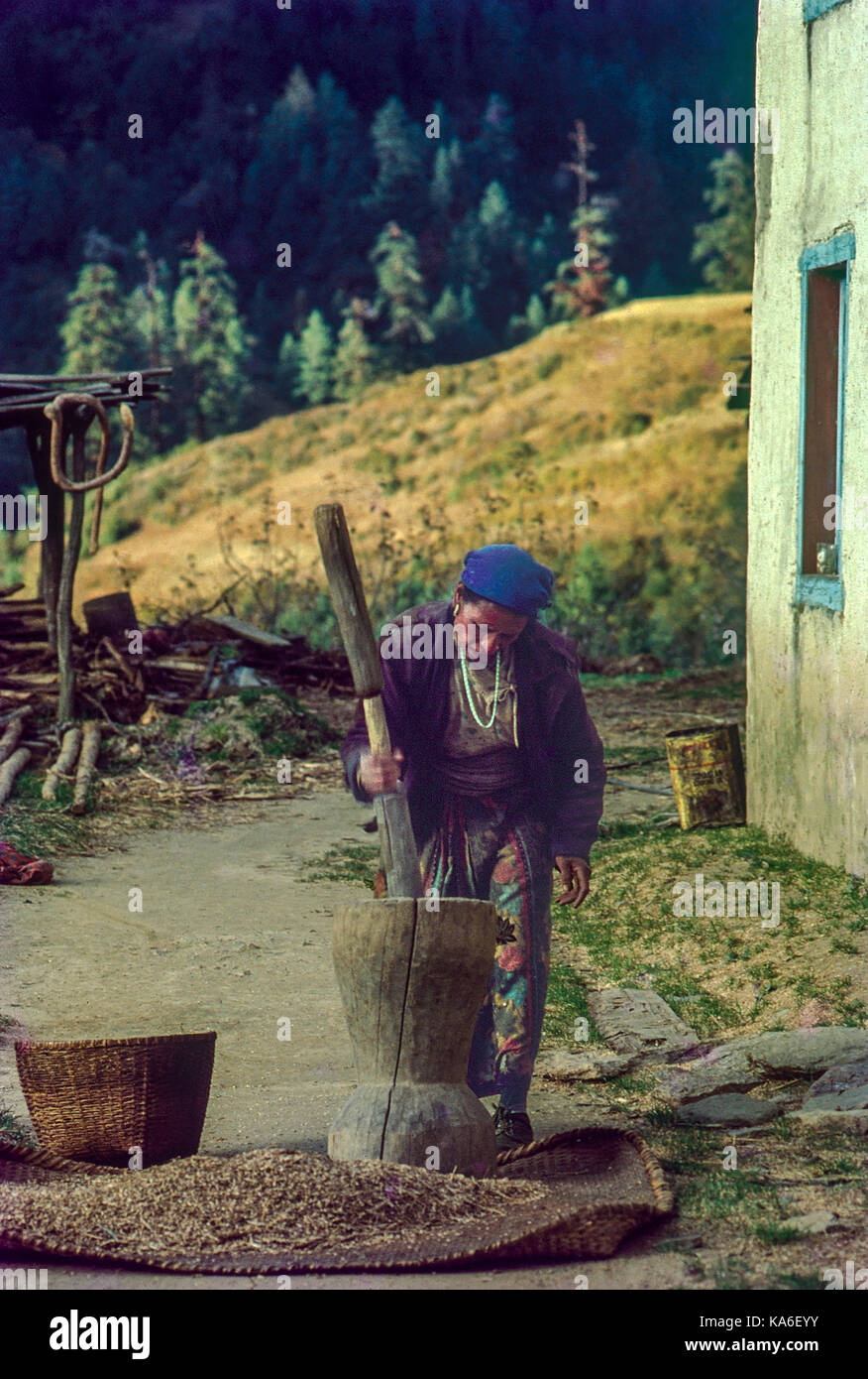 woman pounding rice in wooden mortar, nepal, Asia - stp 258987 Stock Photo