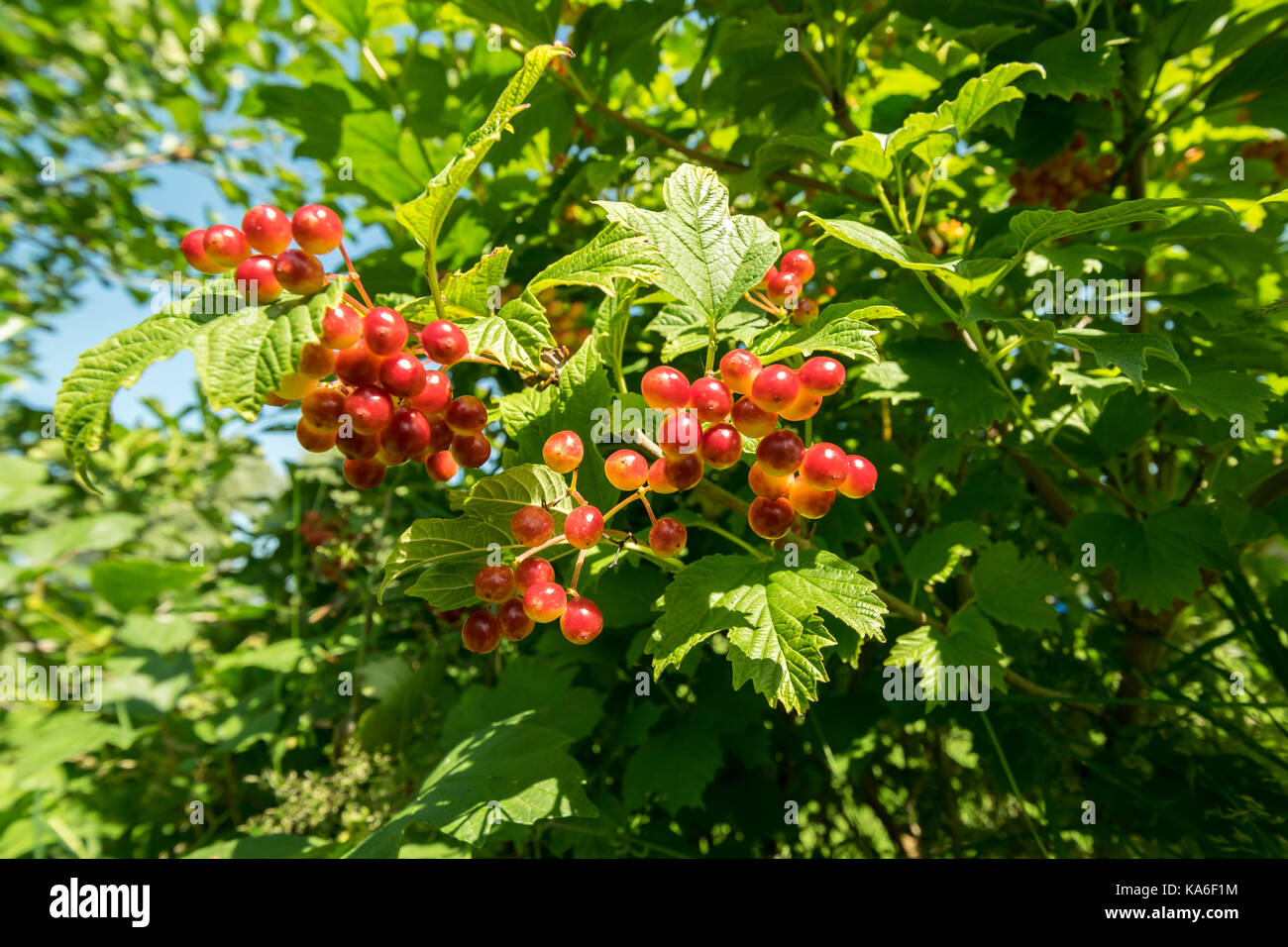 Guelder rose Viburnum opulus globose fruits Stock Photo - Alamy