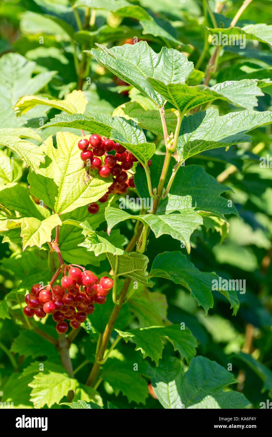 Guelder rose Viburnum opulus globose fruits Stock Photo - Alamy