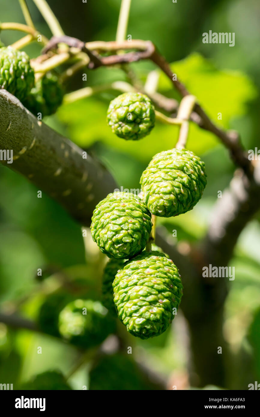Common Alder fruiting catkins Alnus glutinosa Stock Photo