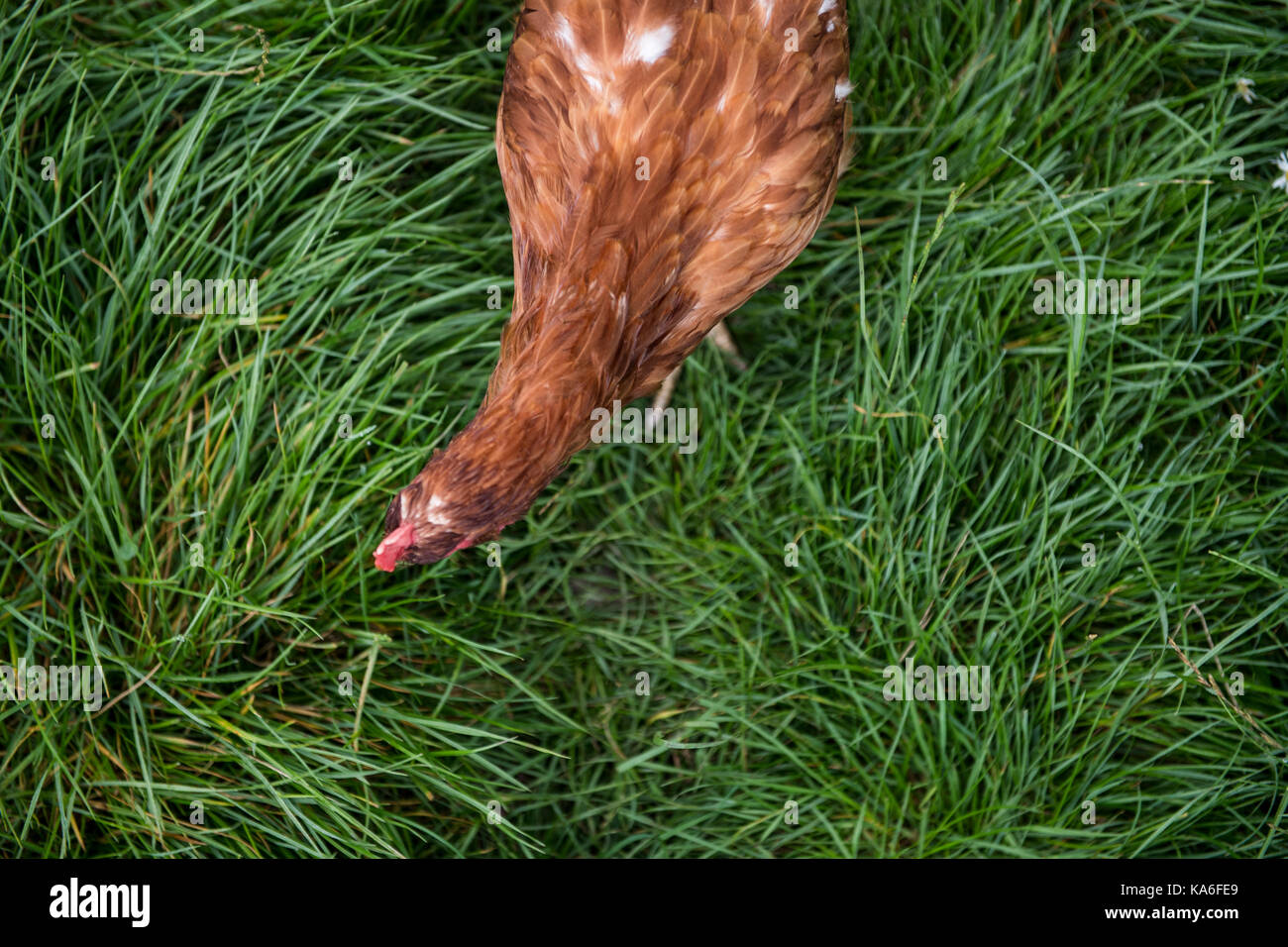 chicken Stock Photo