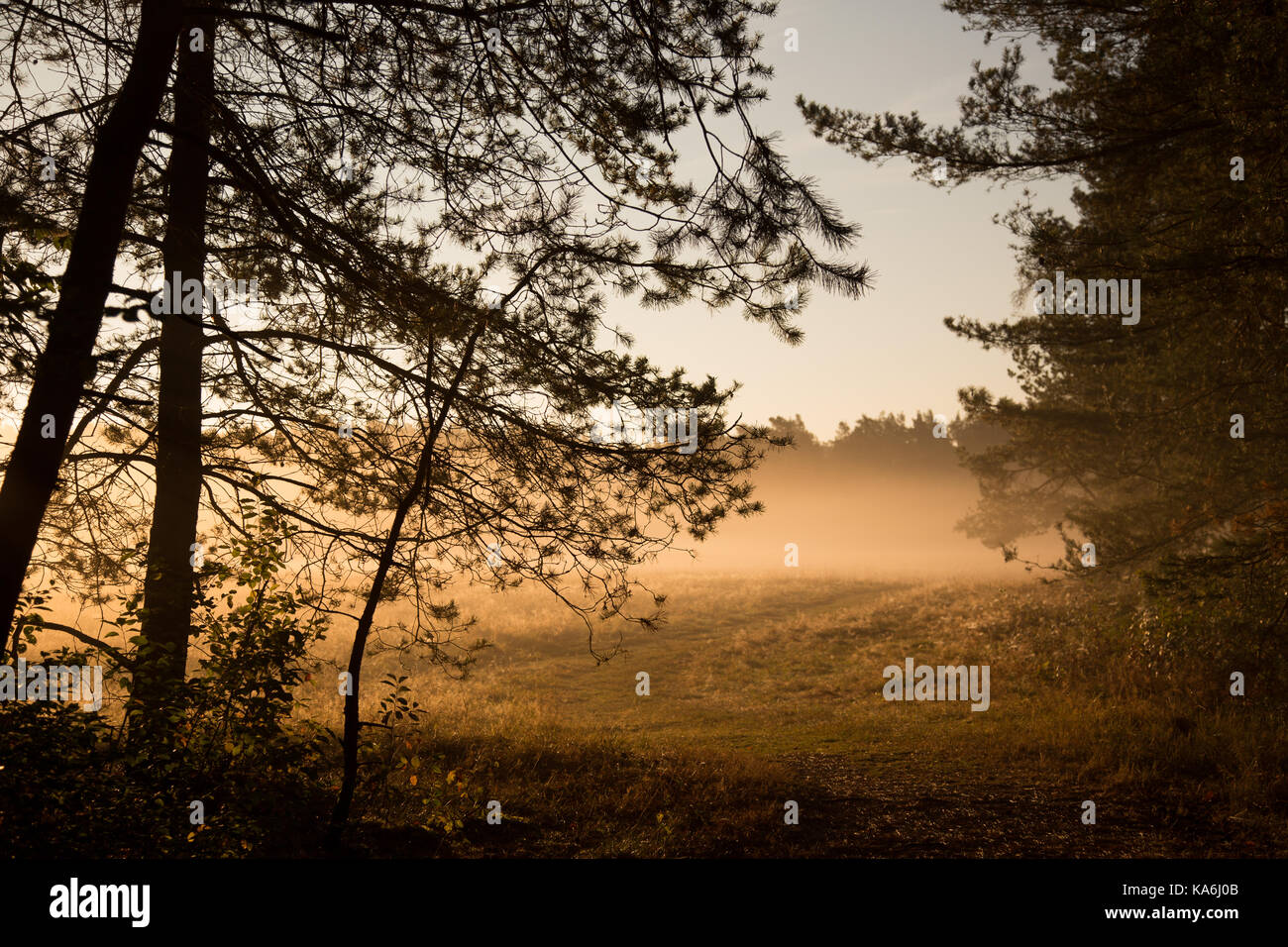 silhouette of trees during sunrise Stock Photo - Alamy