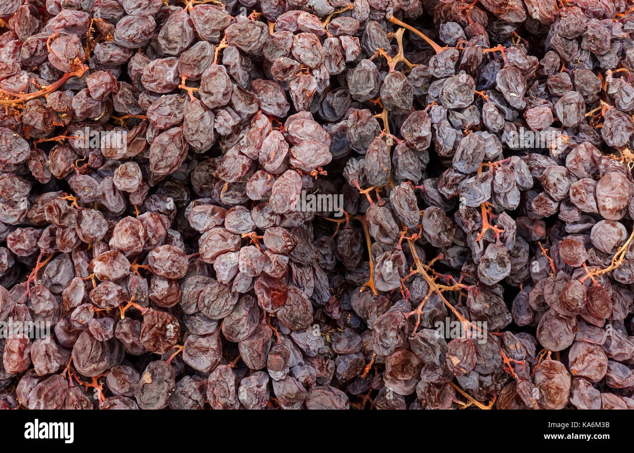 Raisin, raisins dry grapes on vine, Spain Stock Photo - Alamy