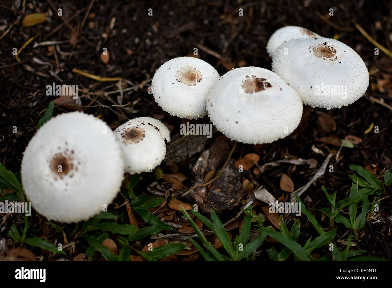 White Toxic mushrooms Stock Photo
