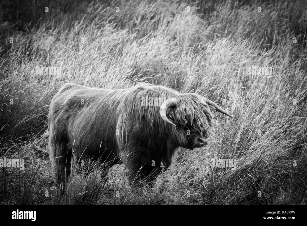 I spotted this fine Highland Bull whilst driving through the Rusland Valley and had to find somewhere to pull over and photograph him! Stock Photo