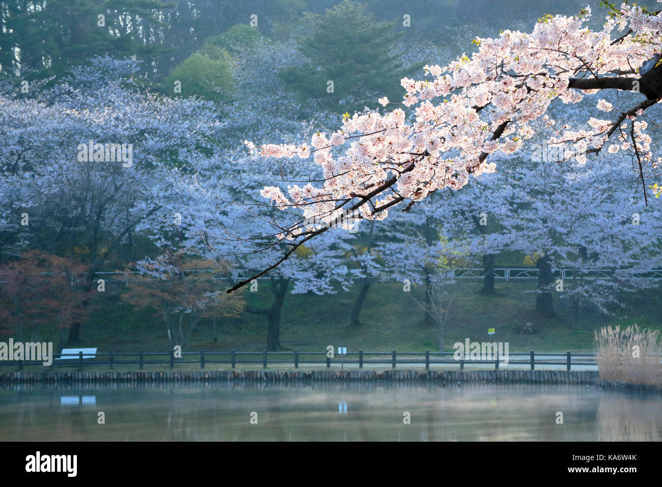 cherry-blossoms-in-takamatsu-s-pond-park-stock-photo-alamy