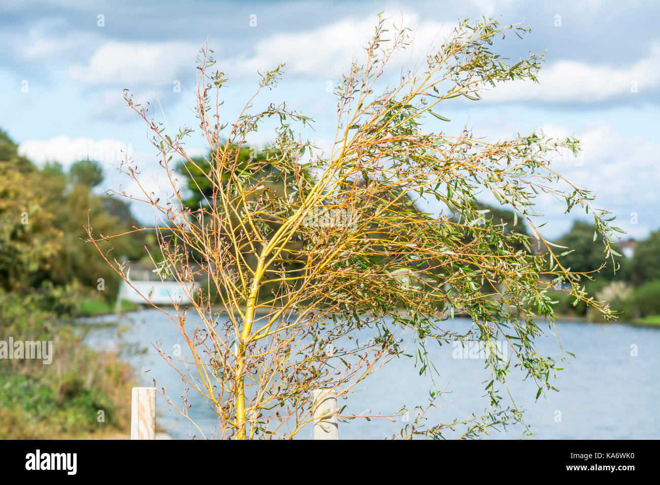 Golden weeping willow tree hi-res stock photography and images - Alamy