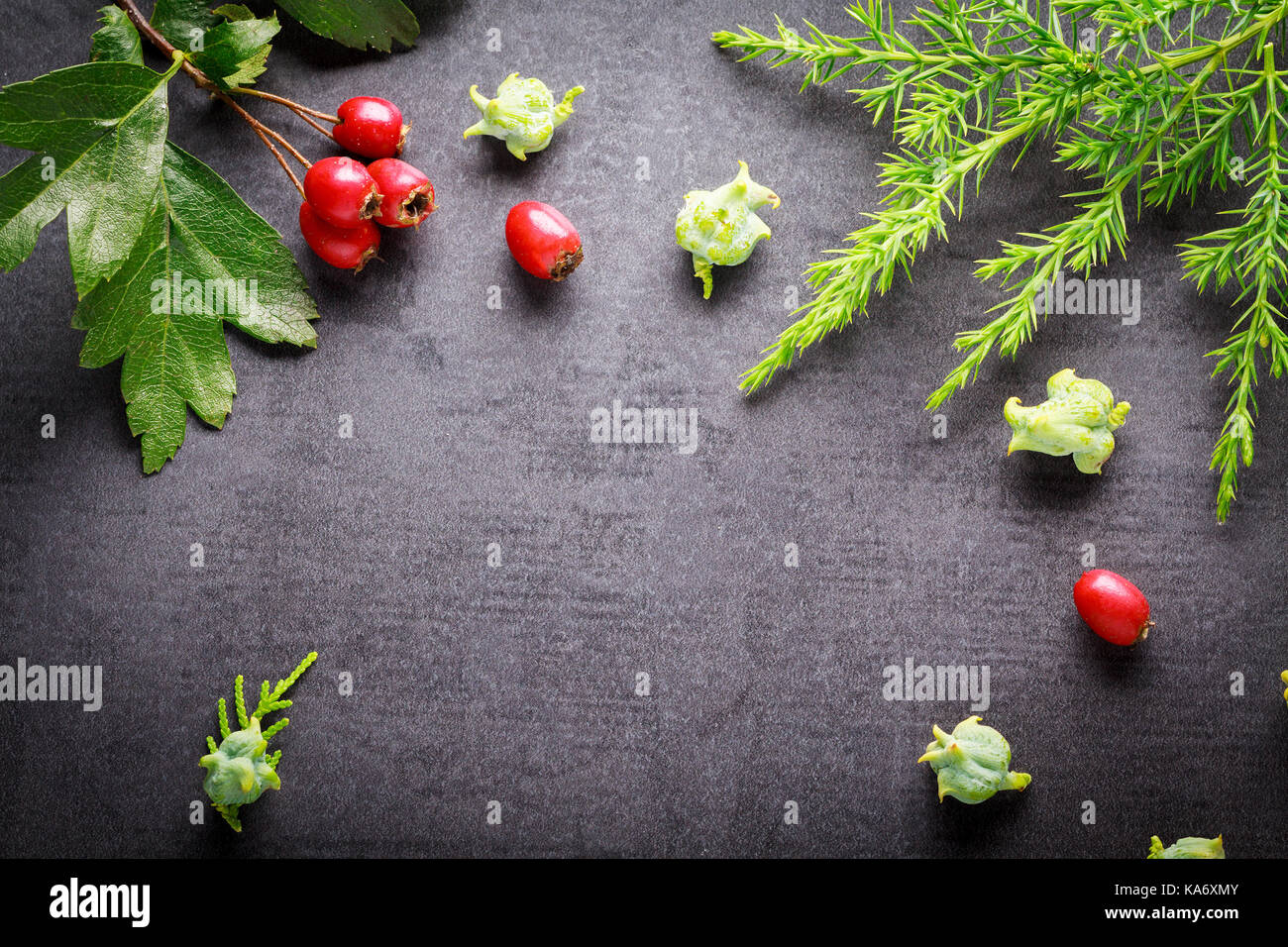 Decorative christmas background with green twigs and red berries. Stock Photo