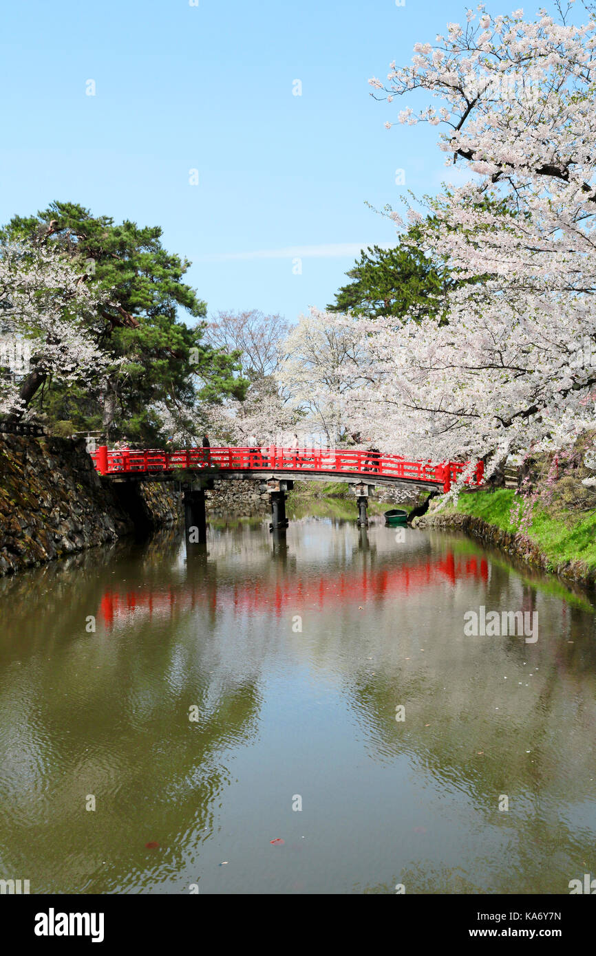 Cherry blossoms in Hirosaki castle Stock Photo - Alamy