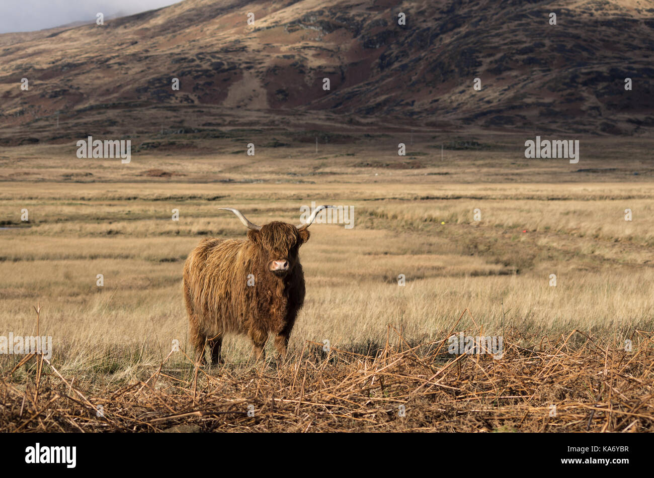 Highland Cow looking at camera on the Isle of Mull, Scotland Stock ...