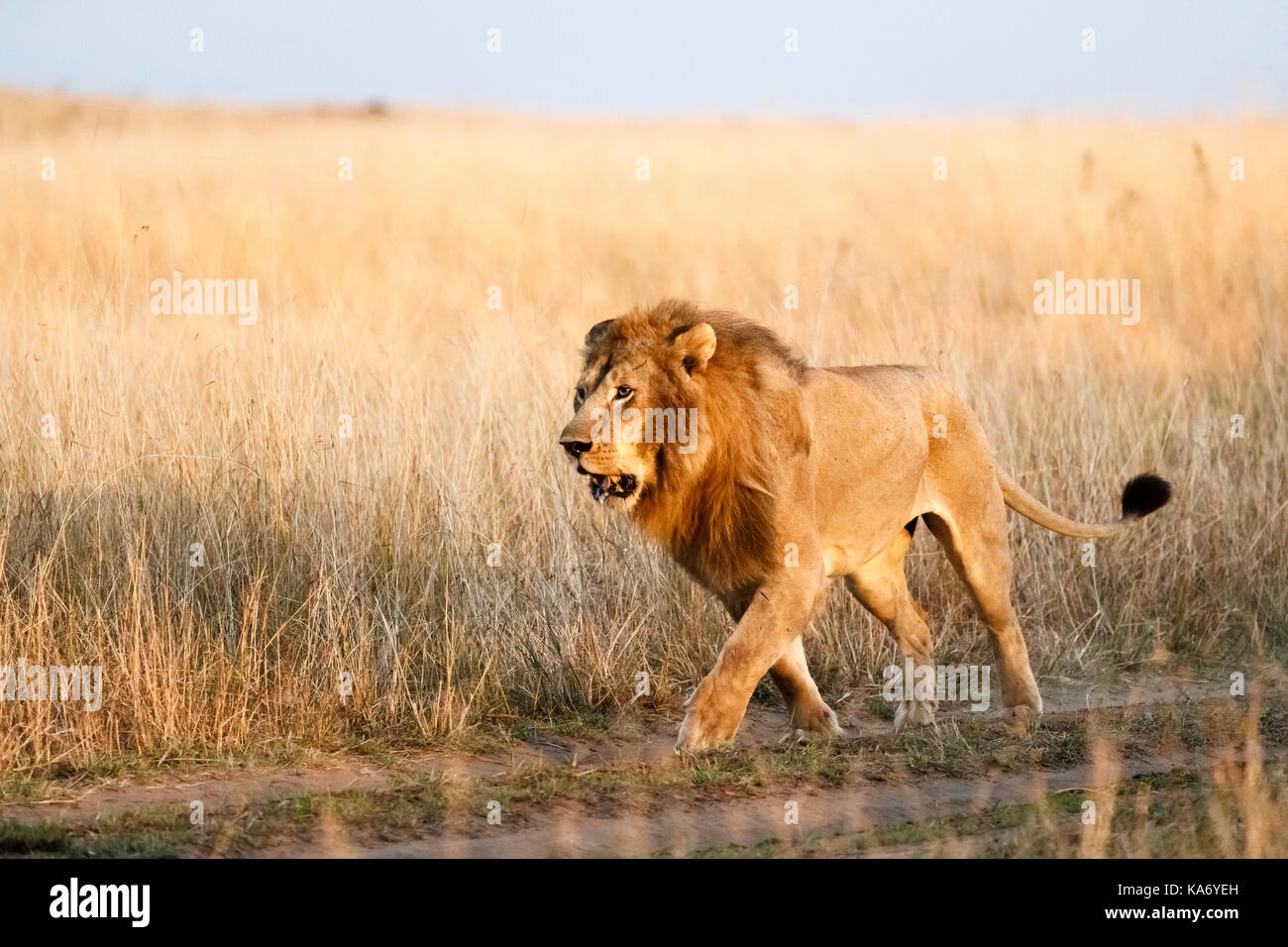 Apex predator: Adult male Mara Lion (Panthera leo) prowls along a track through long grass in early morning light, Masai Mara, Kenya Stock Photo