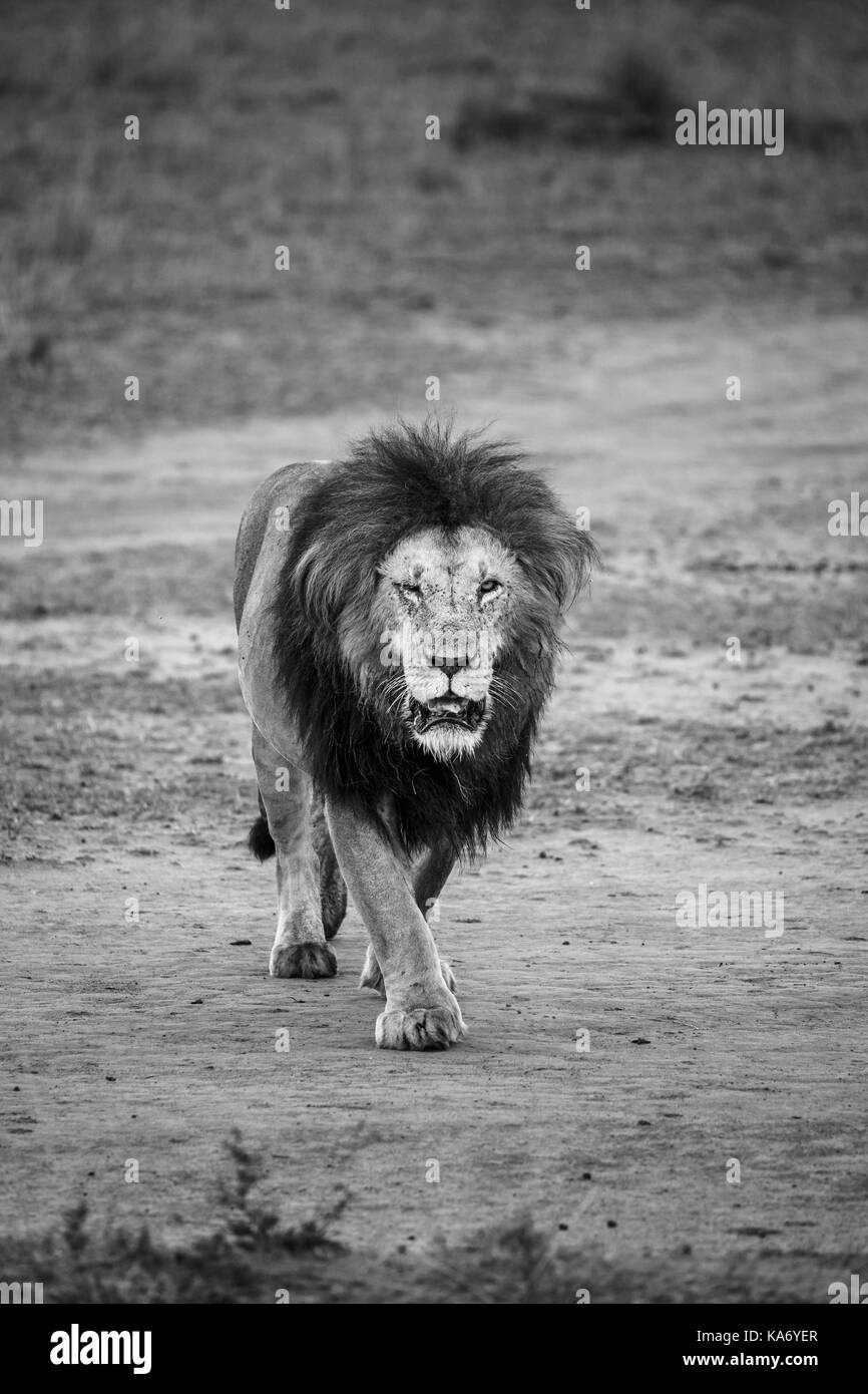 Solitary adult male Mara lion (Panthera leo) with injured eye purposefully walks towards the camera, in morning light, Masai Mara, Kenya Stock Photo