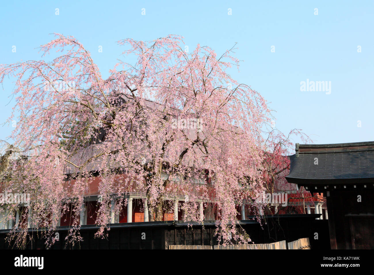 Cherry blossoms in Akita prefecture, Kakunodate Stock Photo - Alamy