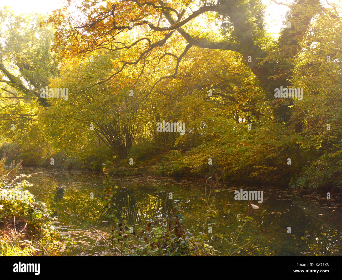 The Basingstoke Canal Stock Photo Alamy