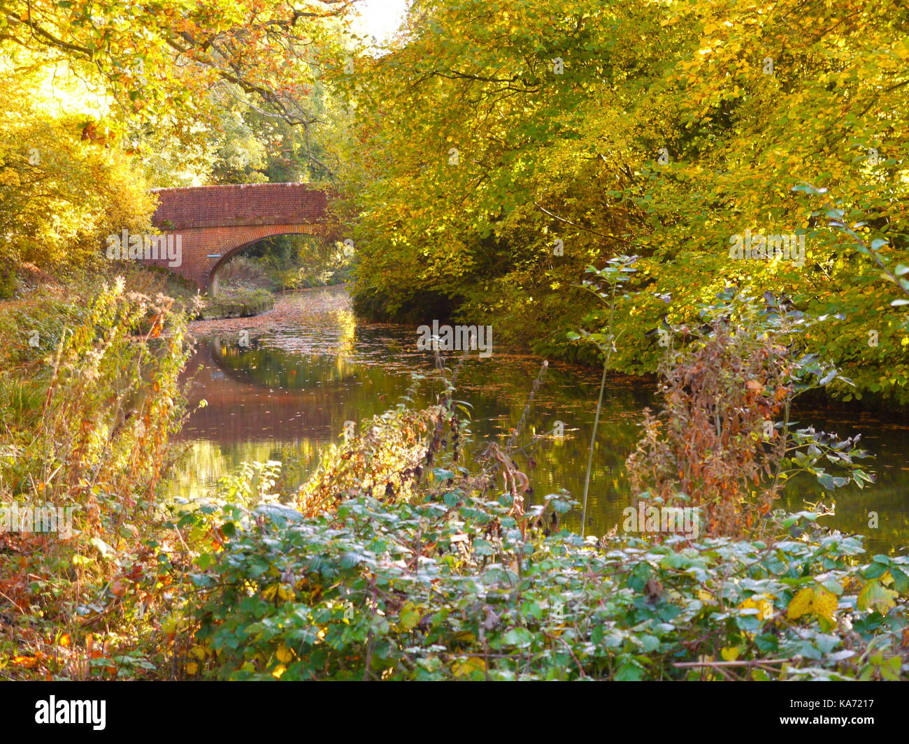 The Basingstoke Canal Stock Photo Alamy