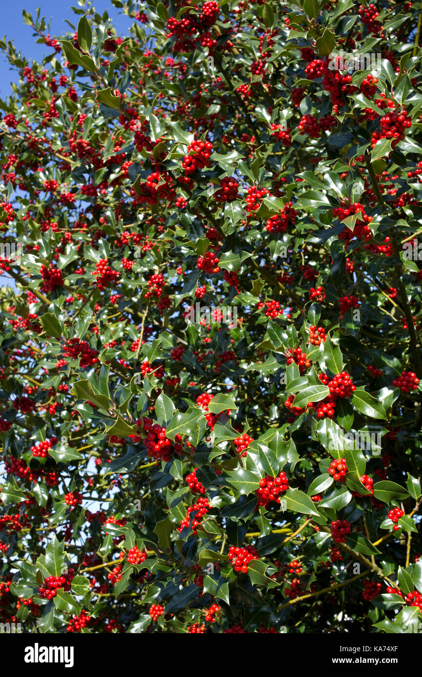 Holly tree Ilex aquifolium laden with bright red berries September 2017 Cotswolds UK Stock Photo