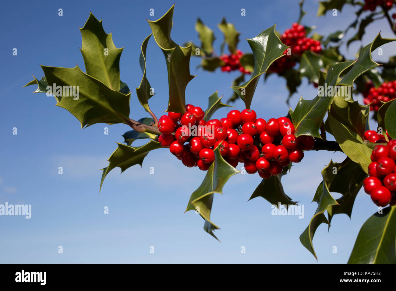 Holly tree Ilex aquafolium laden with bright red berries September 2017 Cotswolds UK Stock Photo