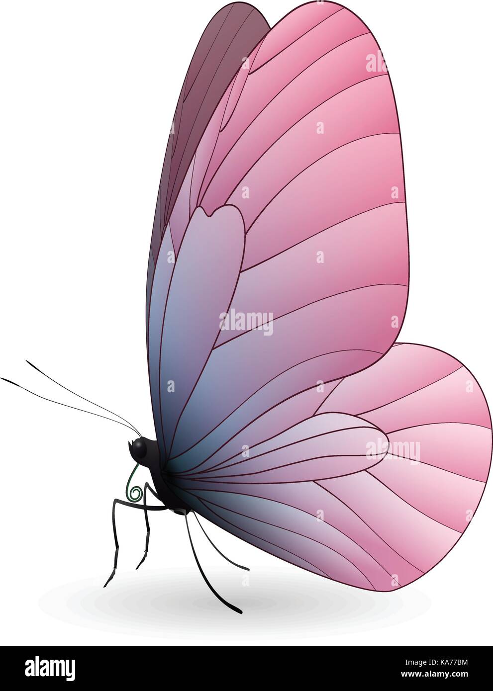 Beautiful butterfly isolated on a white background Stock Vector Image ...