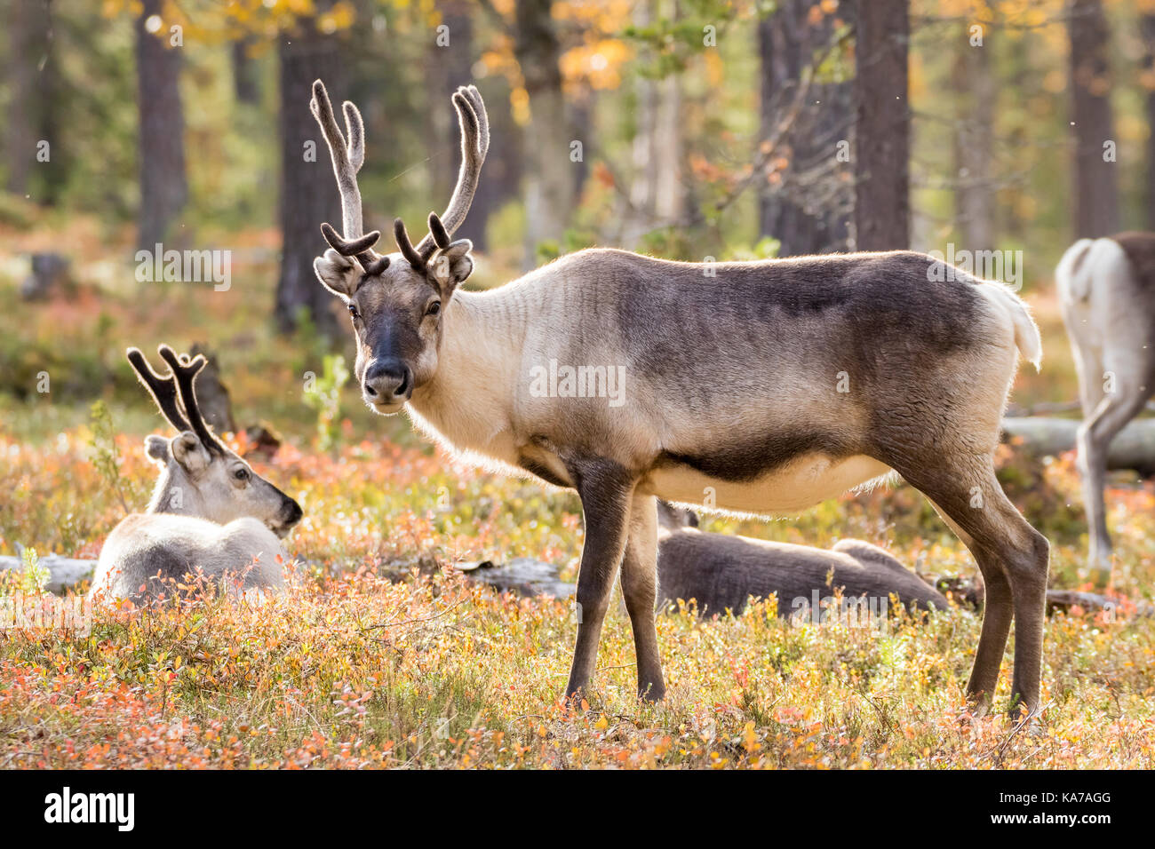 Reindeer in a pine forest Stock Photo