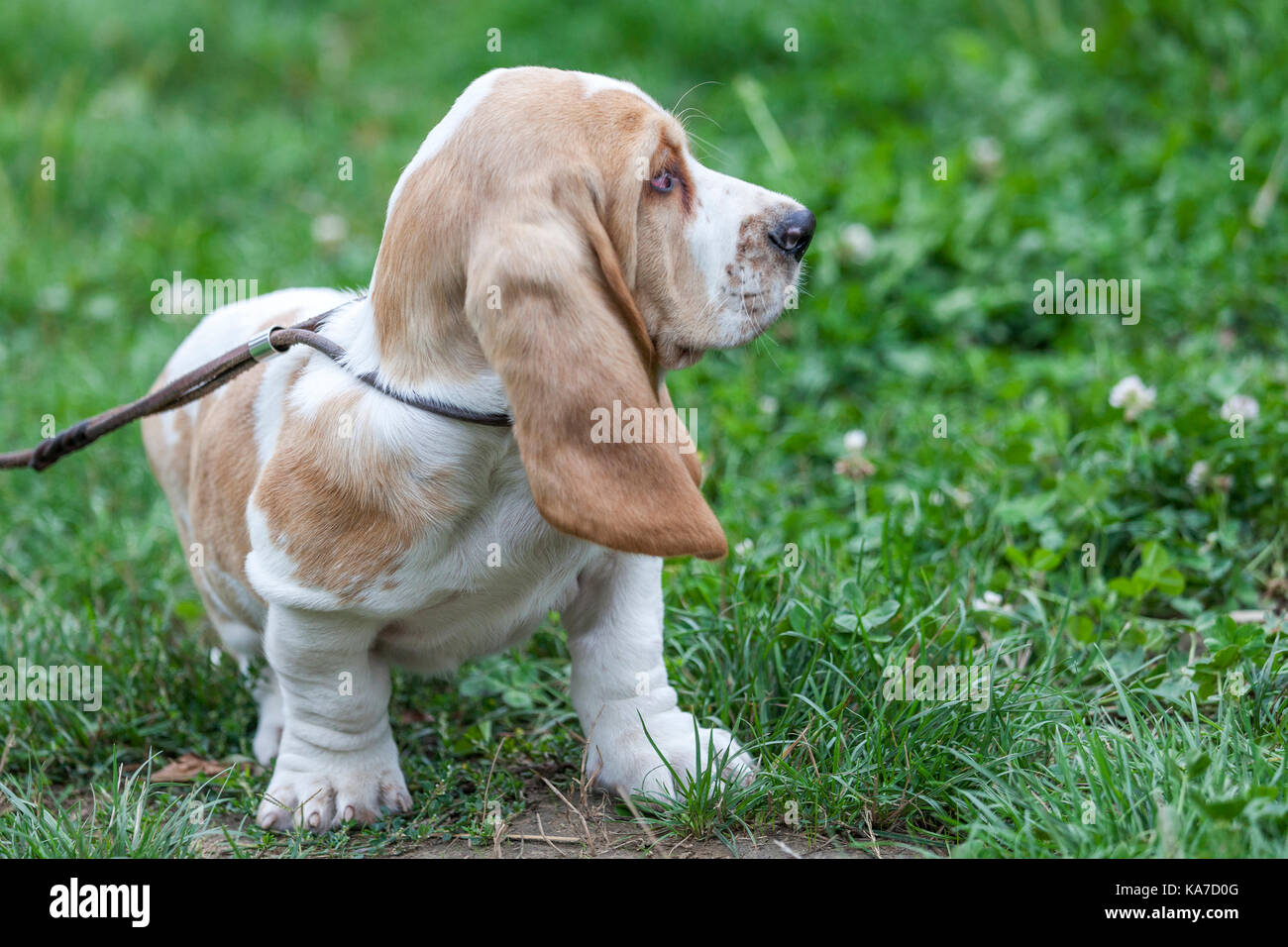 Blonde basset hound 2025