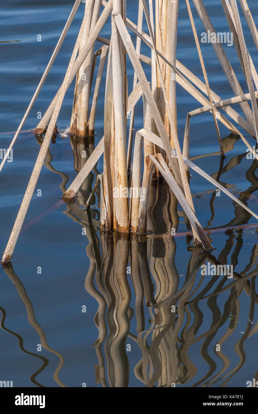 Reflection of dried reed in water Stock Photo Alamy