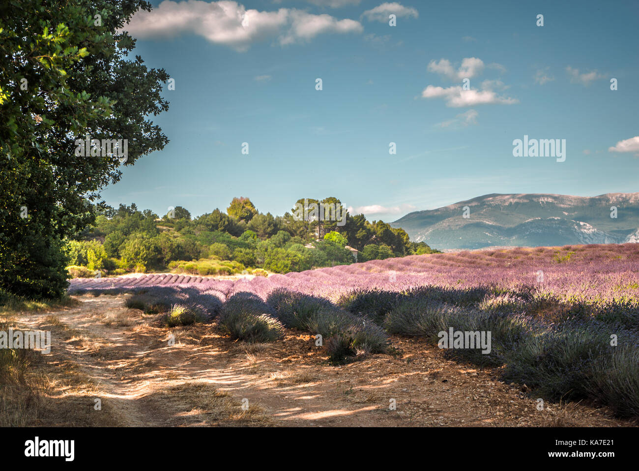 Lavender field against the blue sky in Provence horizontal Stock Photo