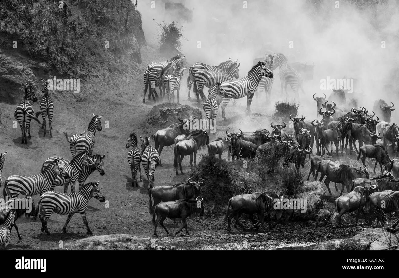 Herds of blue wildebeest (Connochaetes taurinus) and plains zebra (Equus burchellii) gather by the River Mara for a crossing, Masai Mara, Kenya Stock Photo