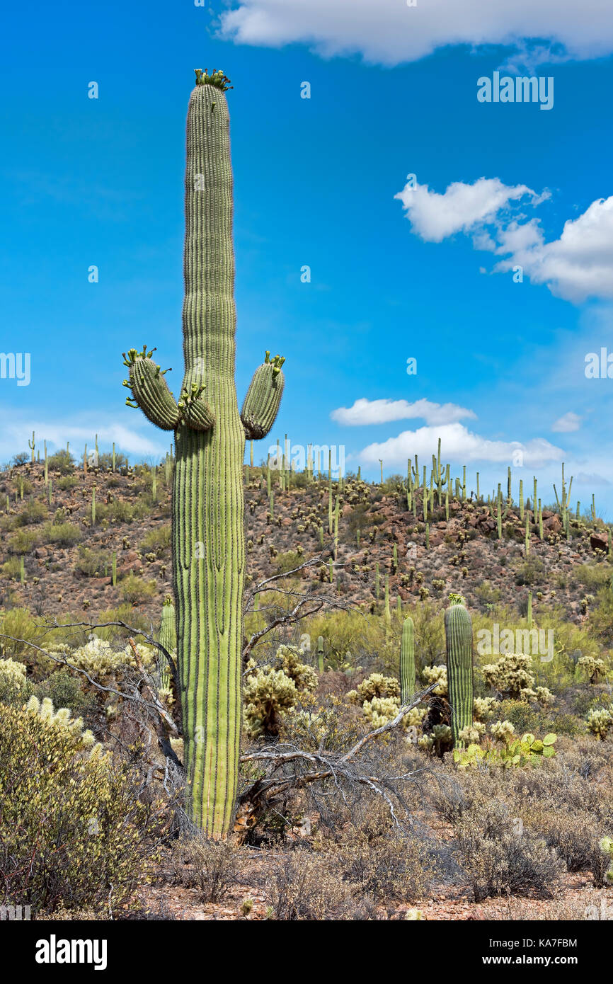 Saguaro (Carnegiea gigantea), Saguaro National Park, Sonora Desert, Tucson, Arizona, USA Stock Photo