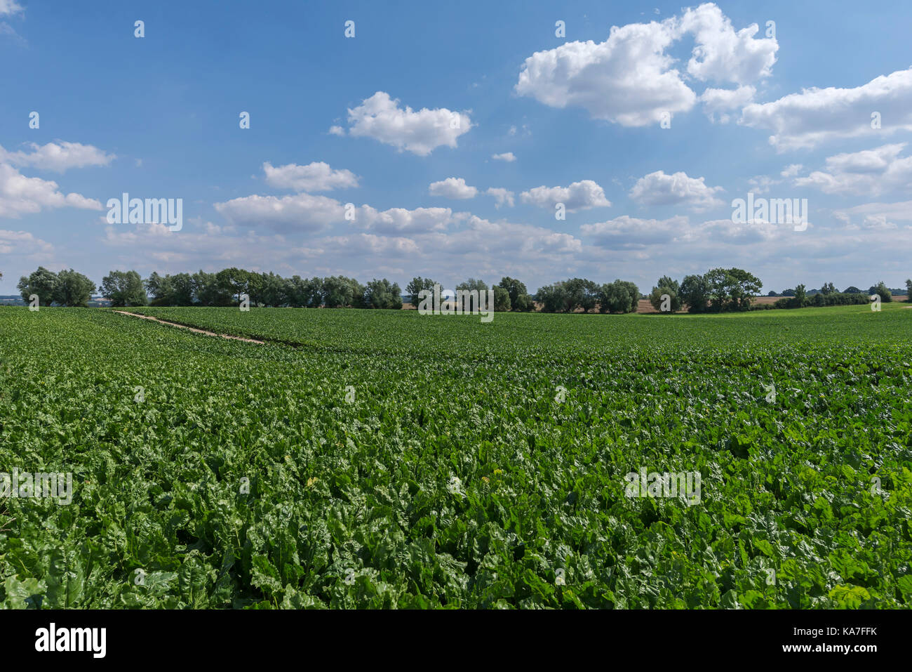 Beetsfield hires stock photography and images Alamy